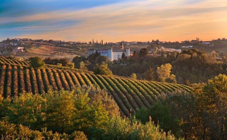 A peaceful hillside of neatly rowed vineyards in the Monferrato area of Piedmont, Italy, with a small stone village on a distant ridge and soft afternoon light, no crowds in sight